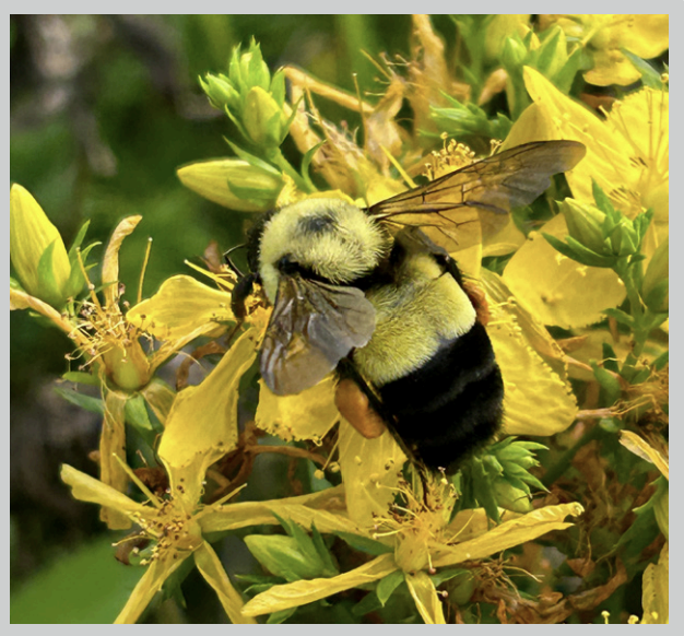 Friends of the Cedarburg Bog | SPECIES HIGHLIGHT – Rusty Patched Bumble ...