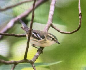 Female Cerulean Warbler