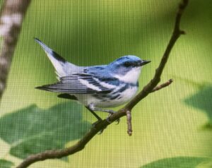 Male Cerulean Warbler