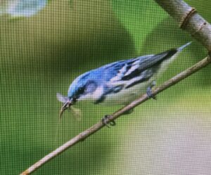 Male Cerulean Warbler