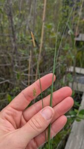 Carex limosa flower spike